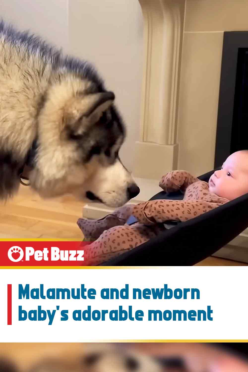 Malamute and newborn baby\'s adorable moment
