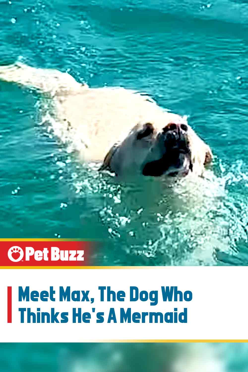 Meet Max, The Dog Who Thinks He\'s A Mermaid