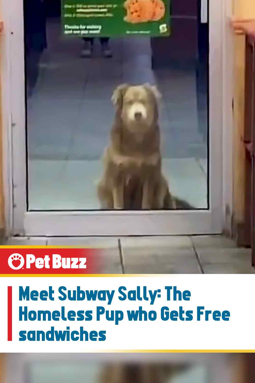 Meet Subway Sally: The Homeless Pup who Gets Free sandwiches