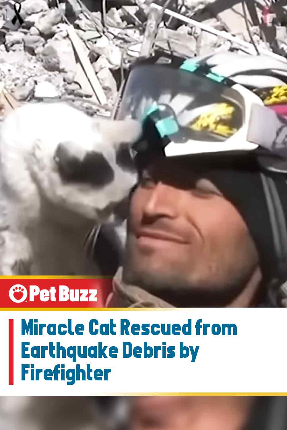 Miracle Cat Rescued from Earthquake Debris by Firefighter