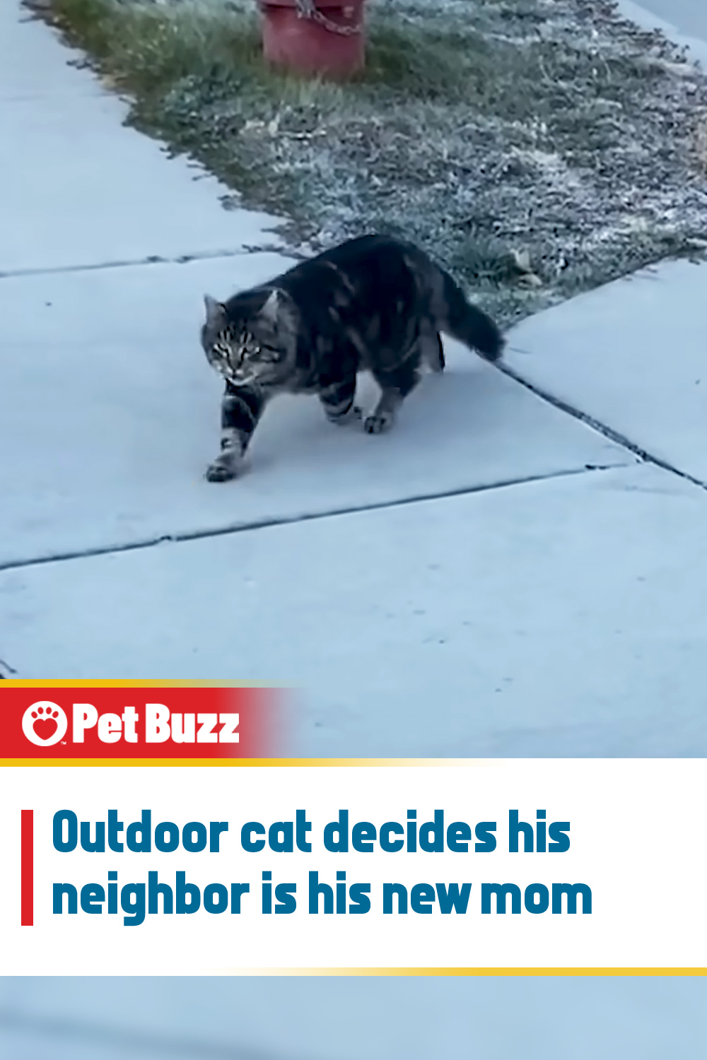 Outdoor cat decides his neighbor is his new mom