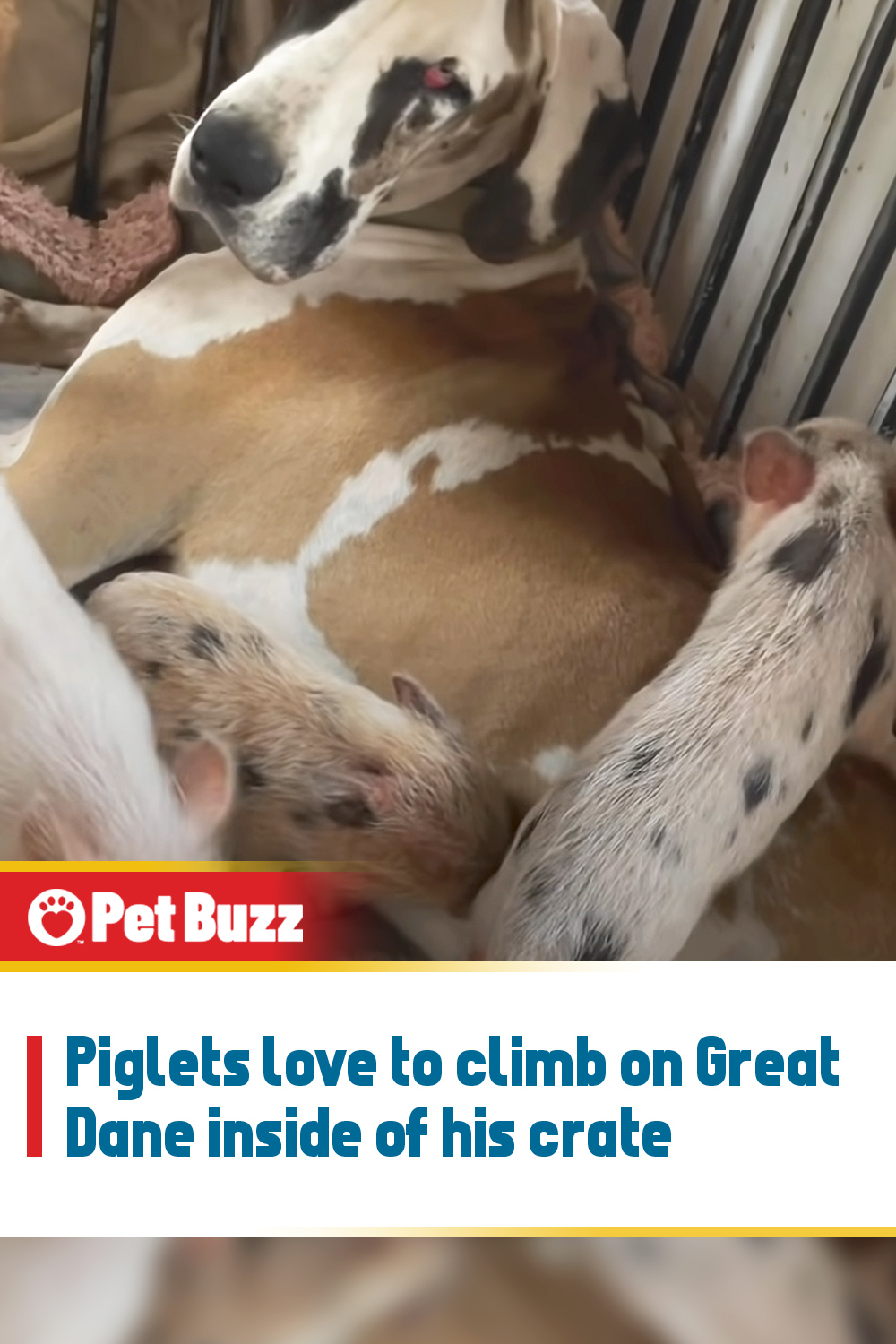 Piglets love to climb on Great Dane inside of his crate