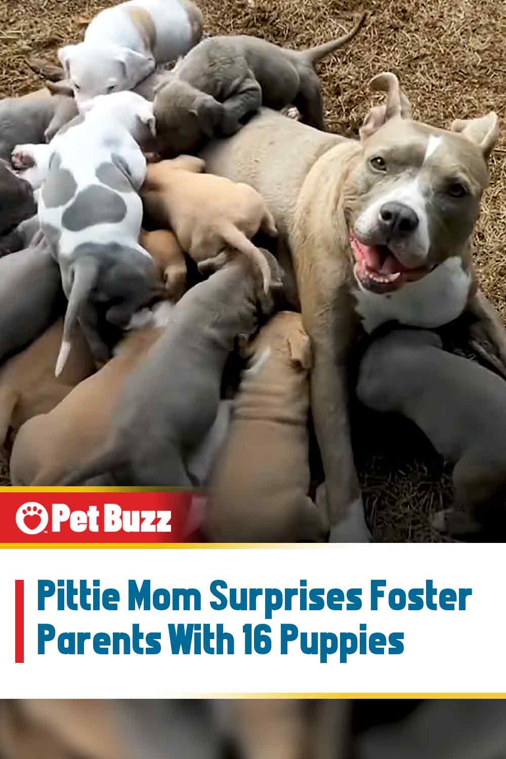 Pittie Mom Surprises Foster Parents With 16 Puppies