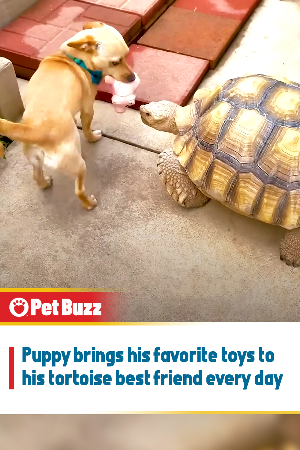 Puppy brings his favorite toys to his tortoise best friend every day