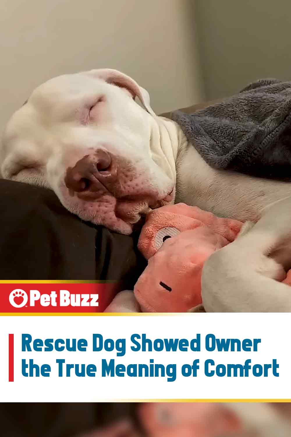 Rescue Dog Showed Owner the True Meaning of Comfort
