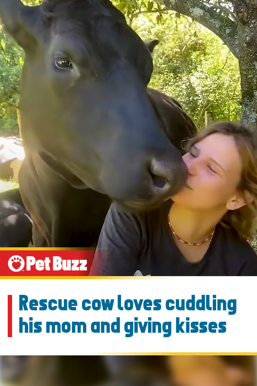 Rescue cow loves cuddling his mom and giving kisses