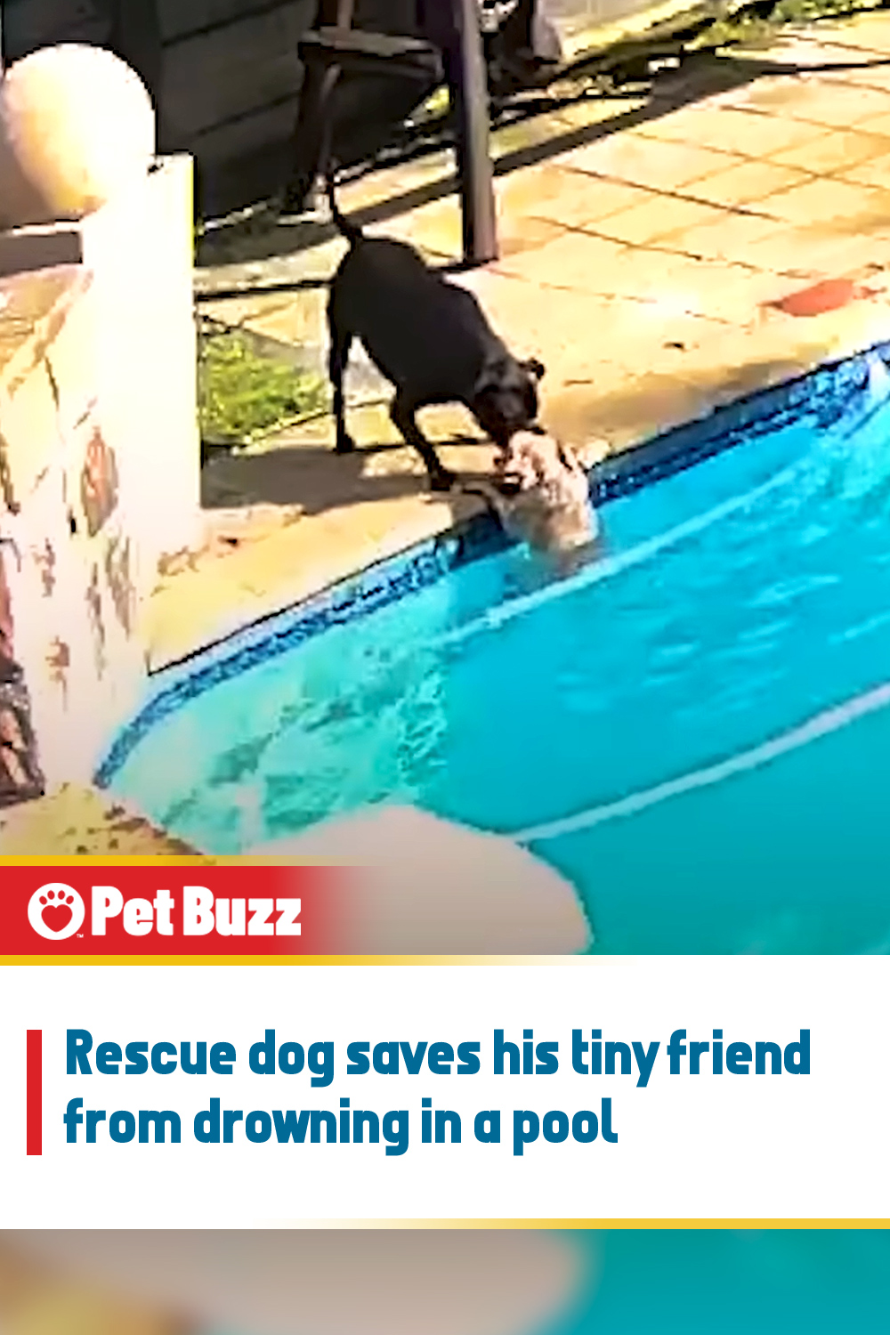 Rescue dog saves his tiny friend from drowning in a pool