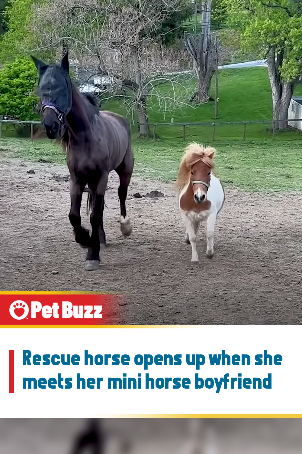 Rescue horse opens up when she meets her mini horse boyfriend