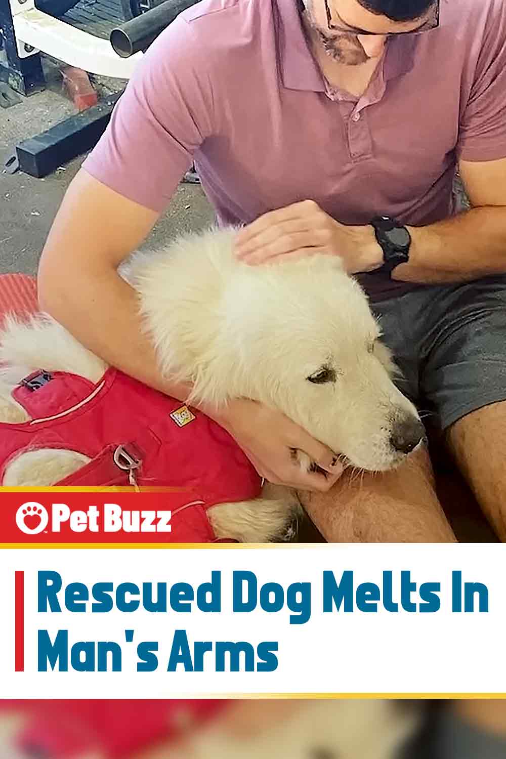 Rescued Dog Melts In Man\'s Arms