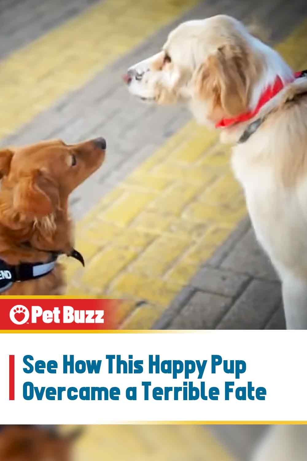 See How This Happy Pup Overcame a Terrible Fate