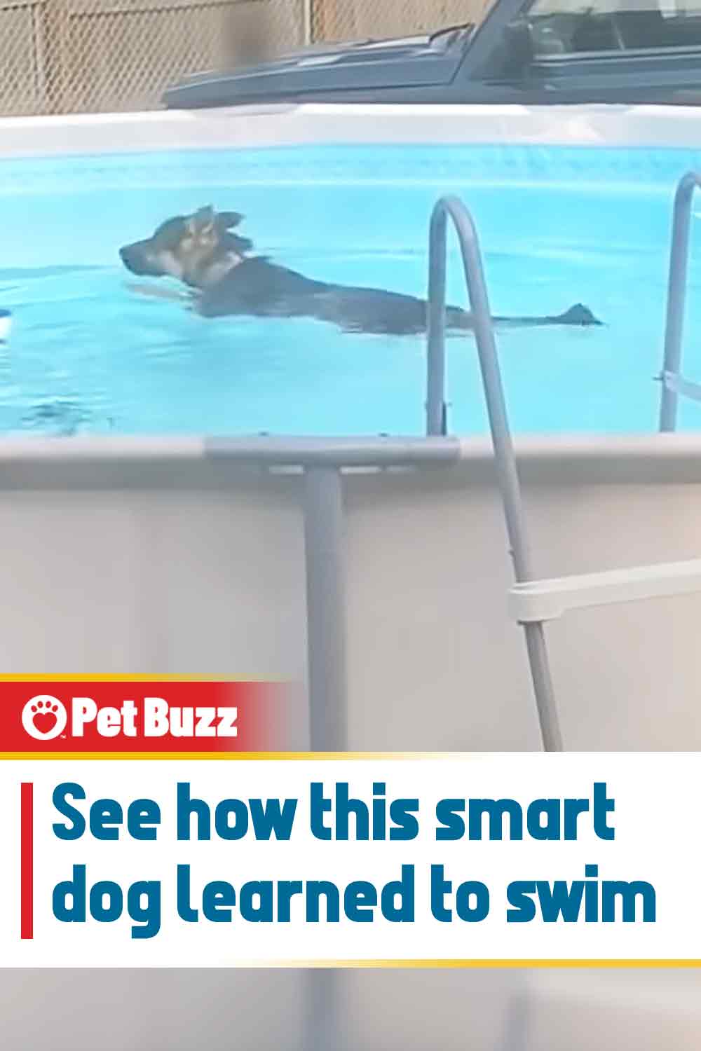 See how this smart dog learned to swim