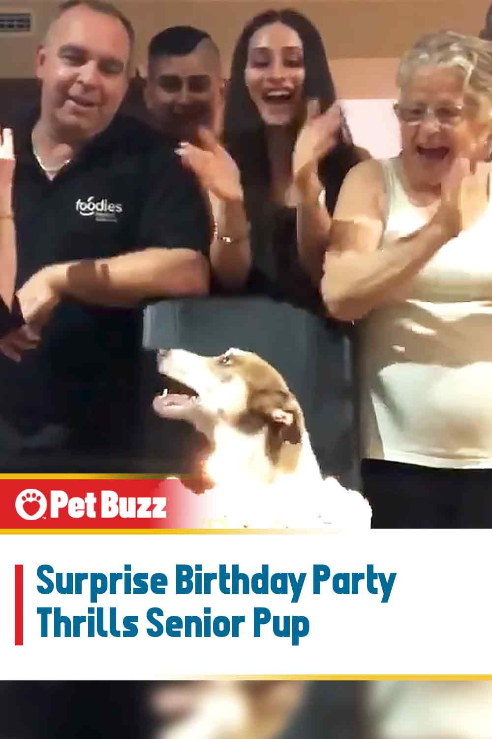 Surprise Birthday Party Thrills Senior Pup