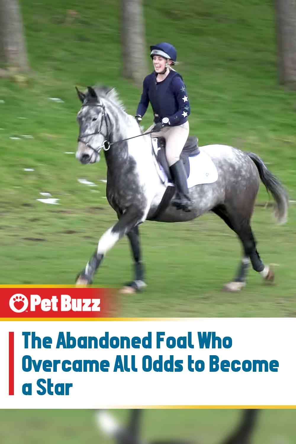 The Abandoned Foal Who Overcame All Odds to Become a Star
