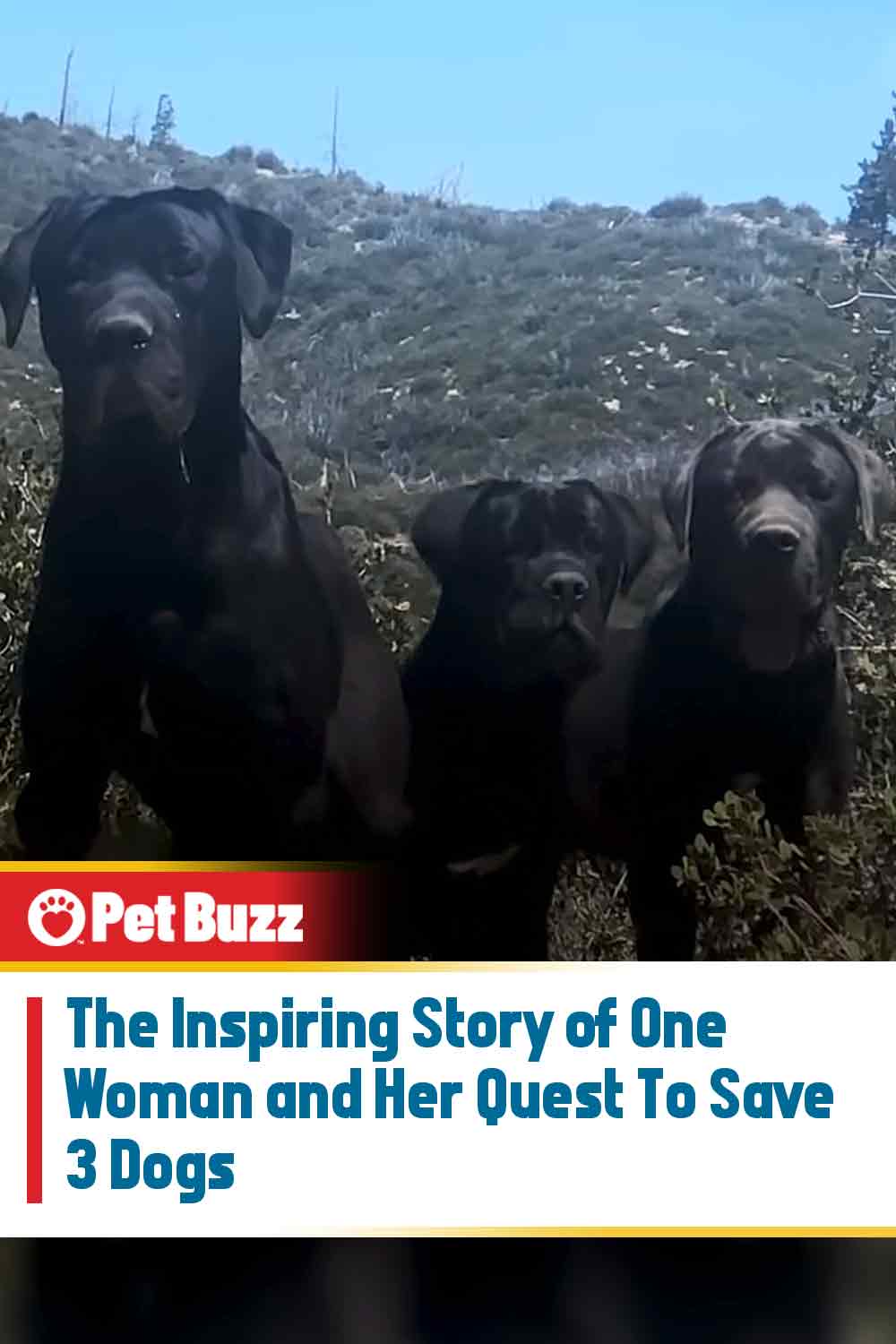 The Inspiring Story of One Woman and Her Quest To Save 3 Dogs