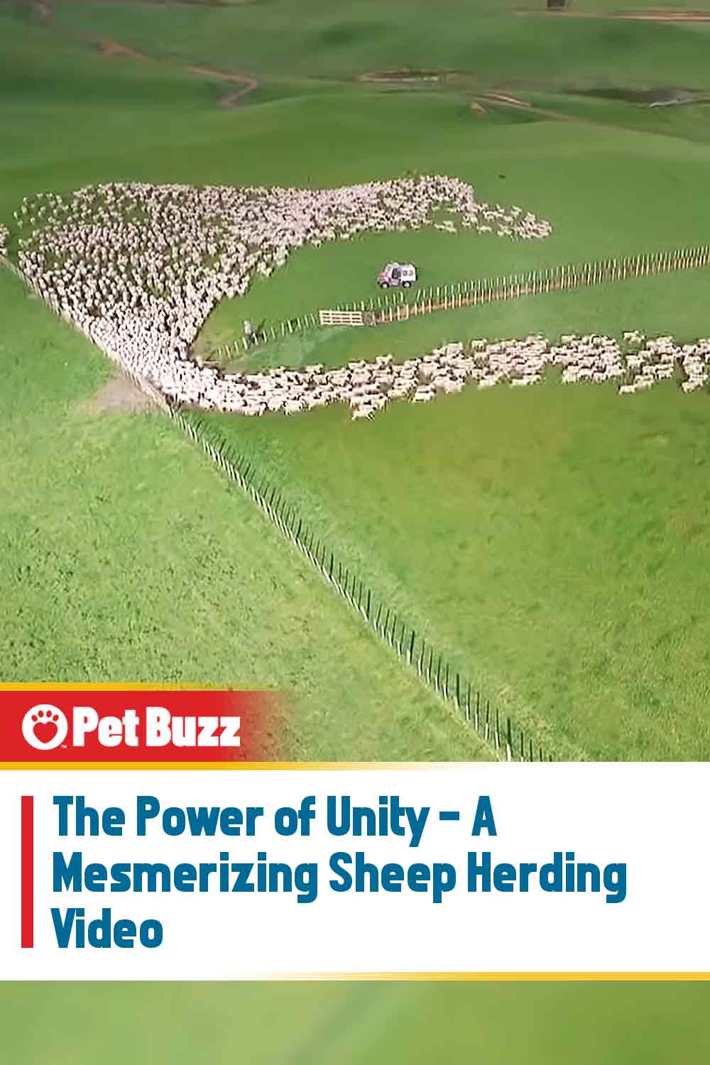 The Power of Unity - A Mesmerizing Sheep Herding Video