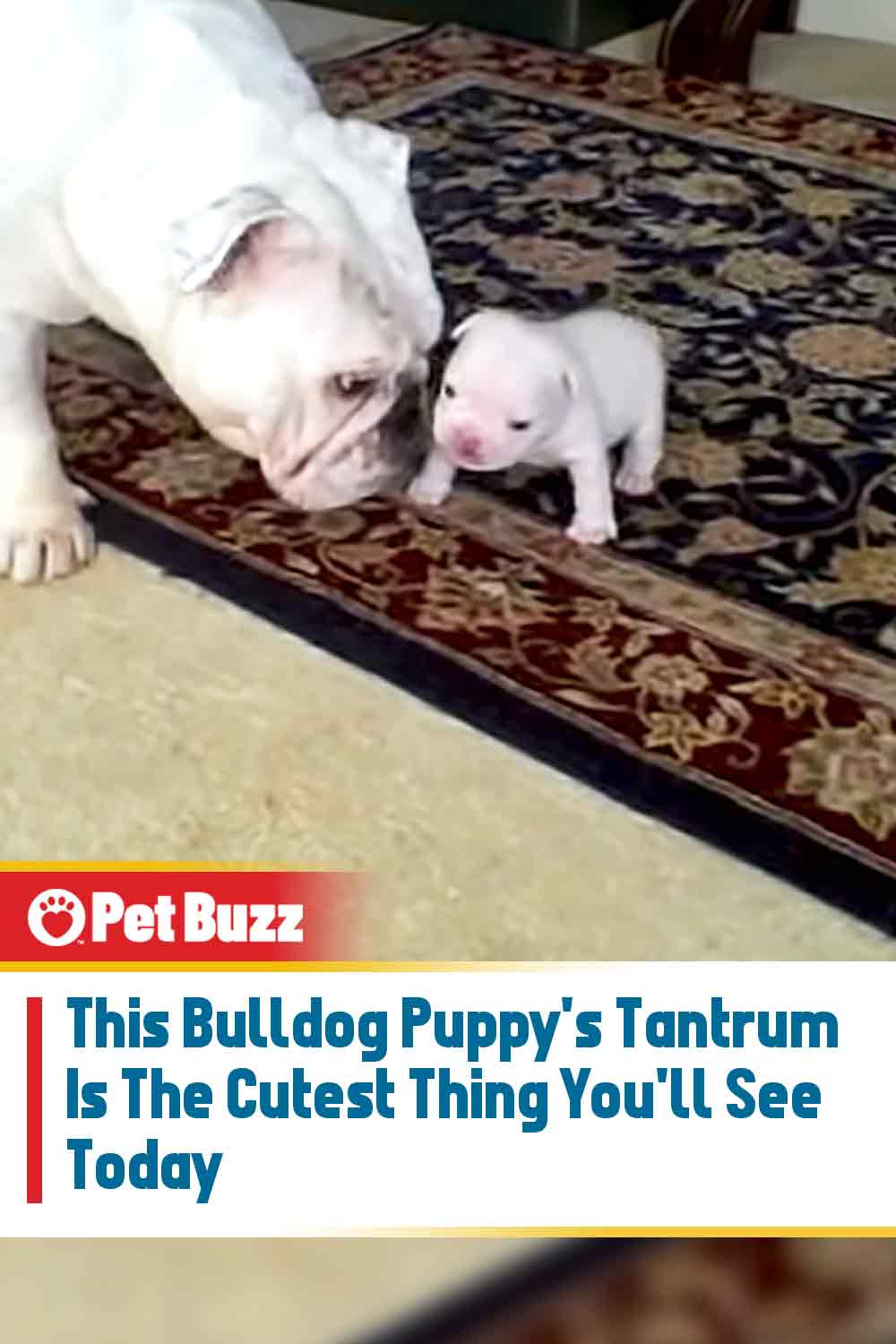 This Bulldog Puppy\'s Tantrum Is The Cutest Thing You\'ll See Today