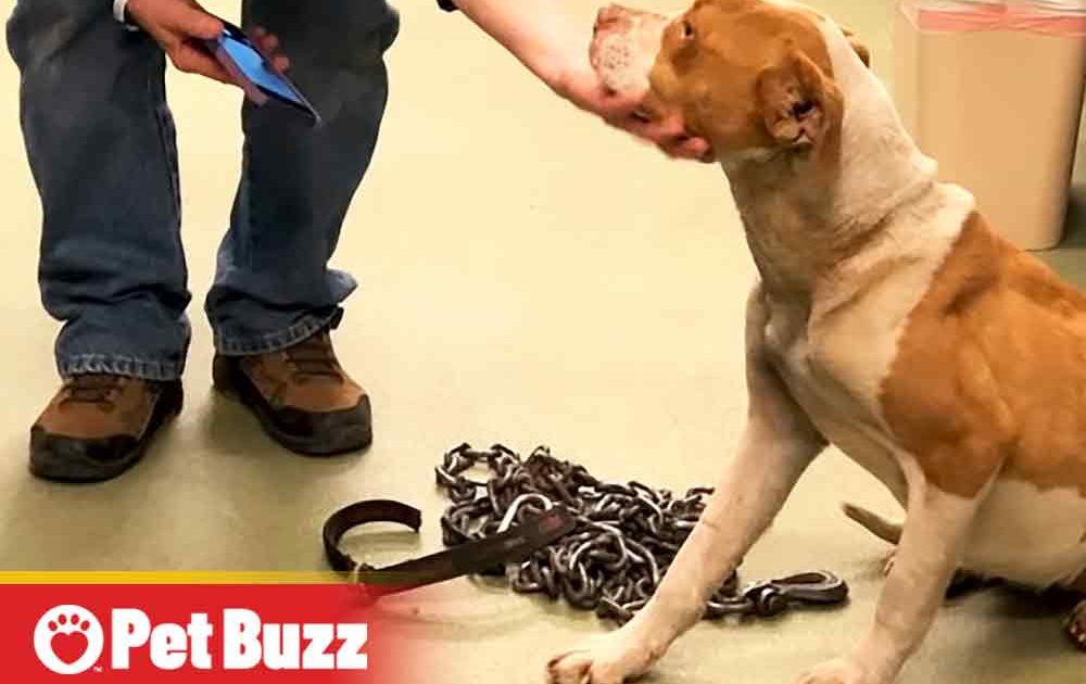 Tragic Story of the Chained Dog and Her Inspiring Rescue - Pet Buzz