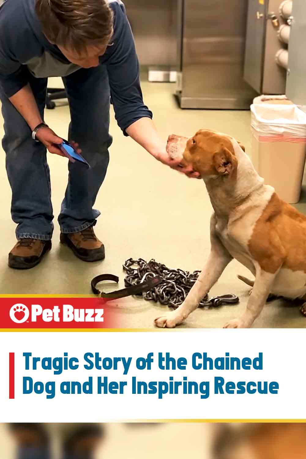 Tragic Story of the Chained Dog and Her Inspiring Rescue