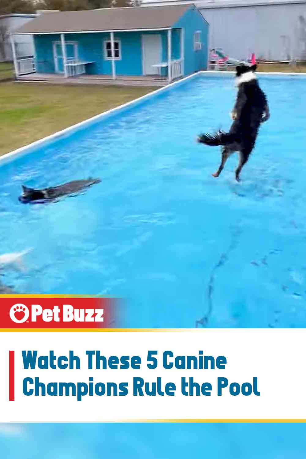 Watch These 5 Canine Champions Rule the Pool