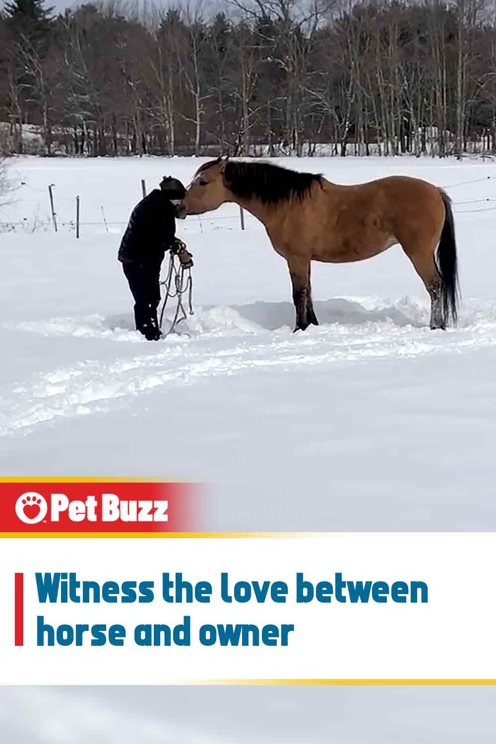 Witness the love between horse and owner