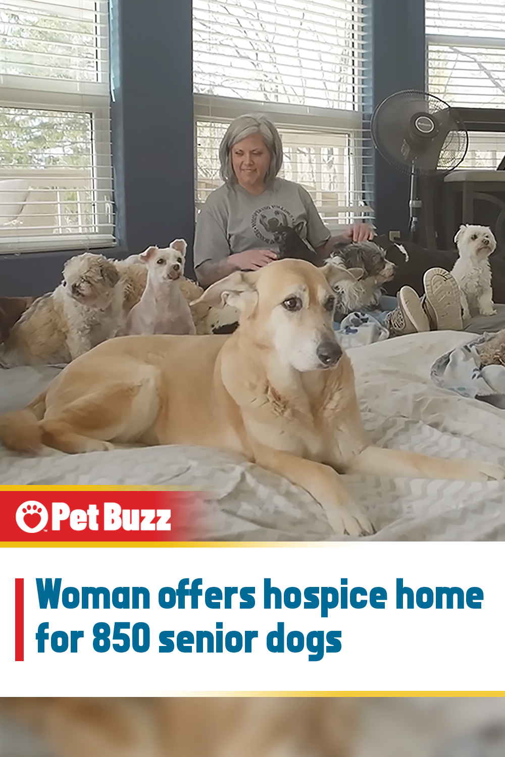 Woman offers hospice home for 850 senior dogs