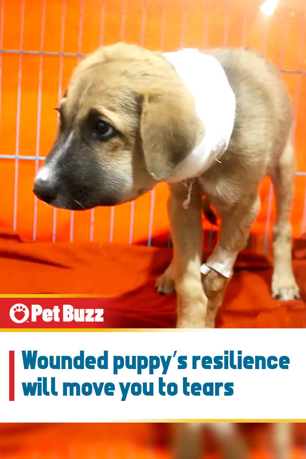 Wounded puppy’s resilience will move you to tears