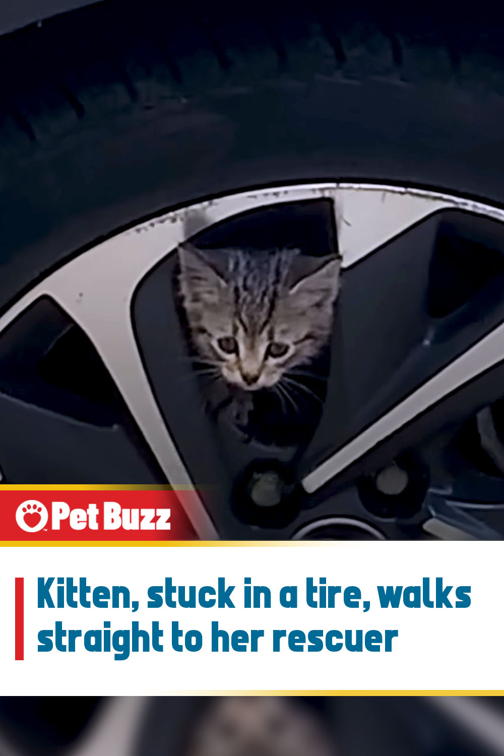 Kitten, stuck in a tire, walks straight to her rescuer