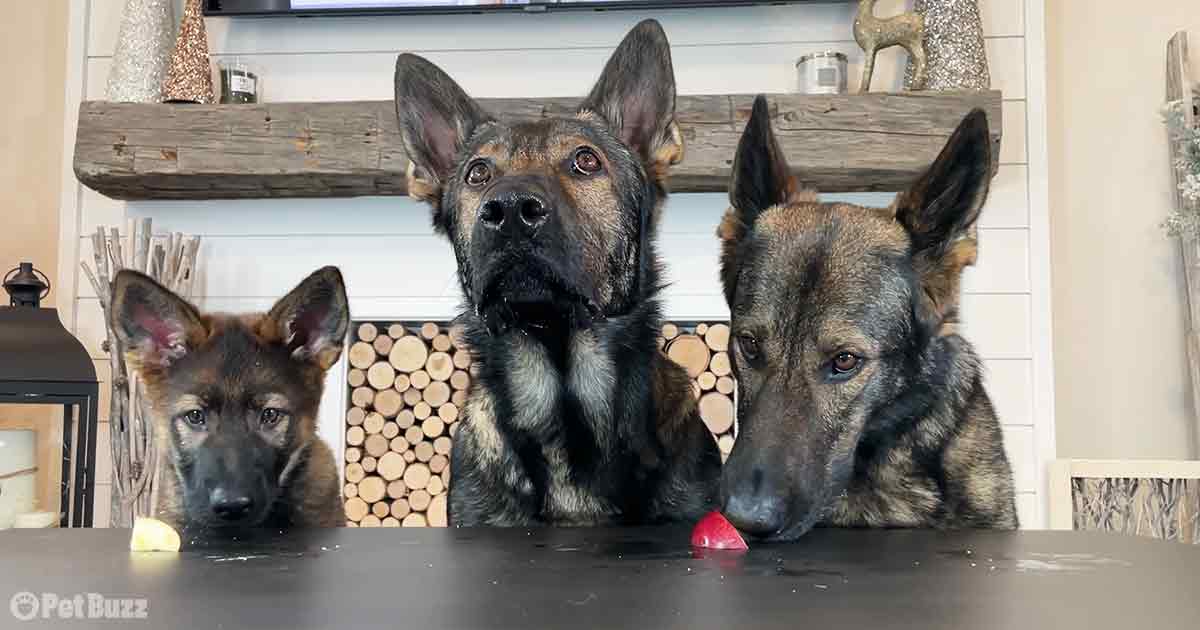 German Shepherds