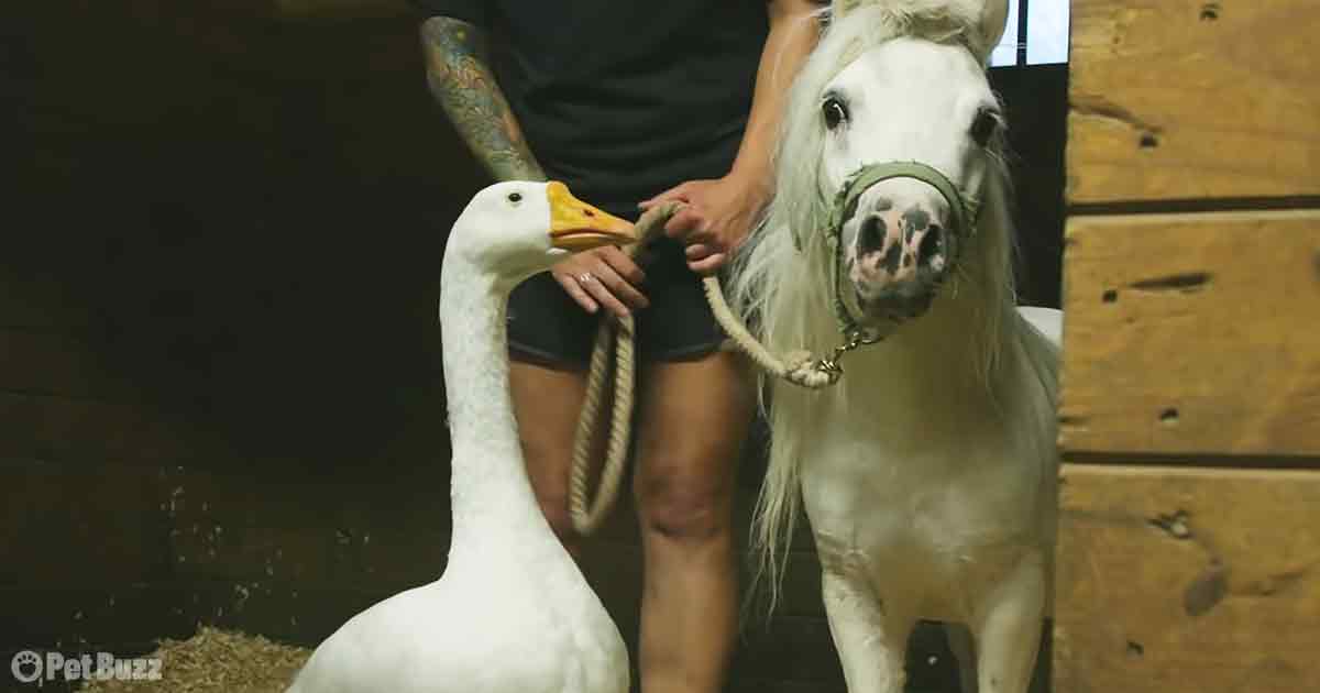 Goose and Mini-horse