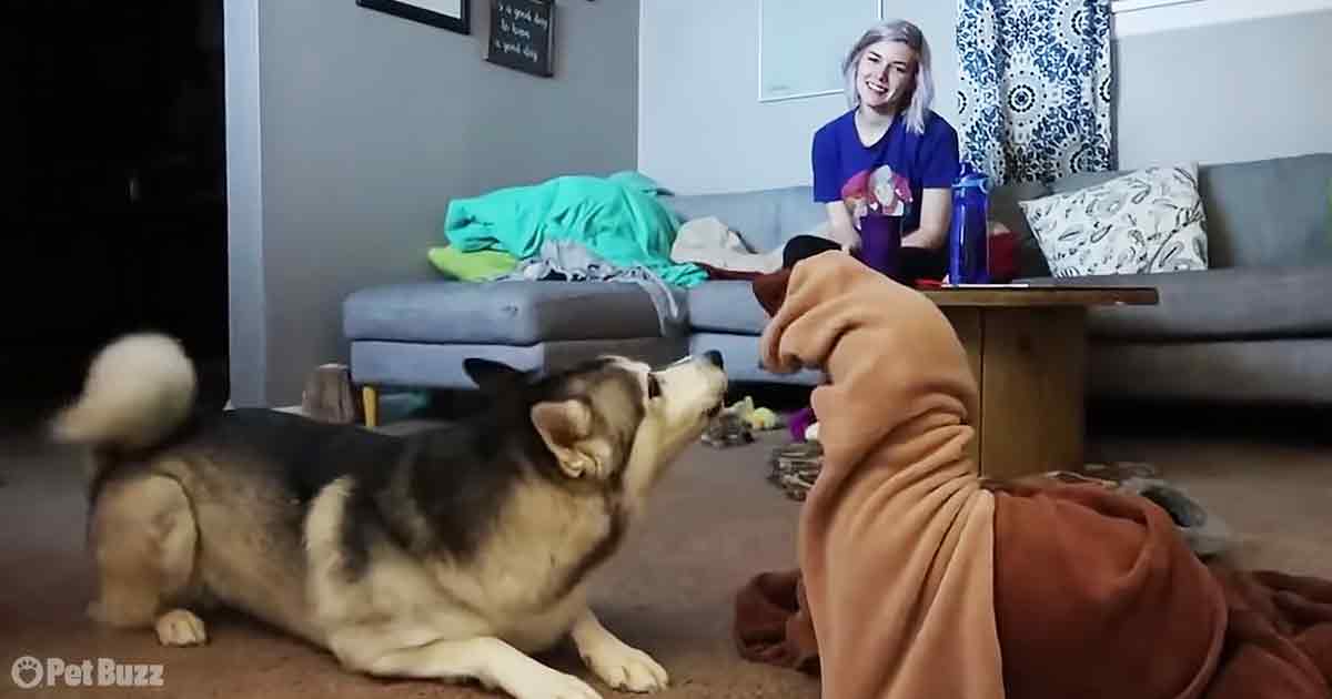 Husky
