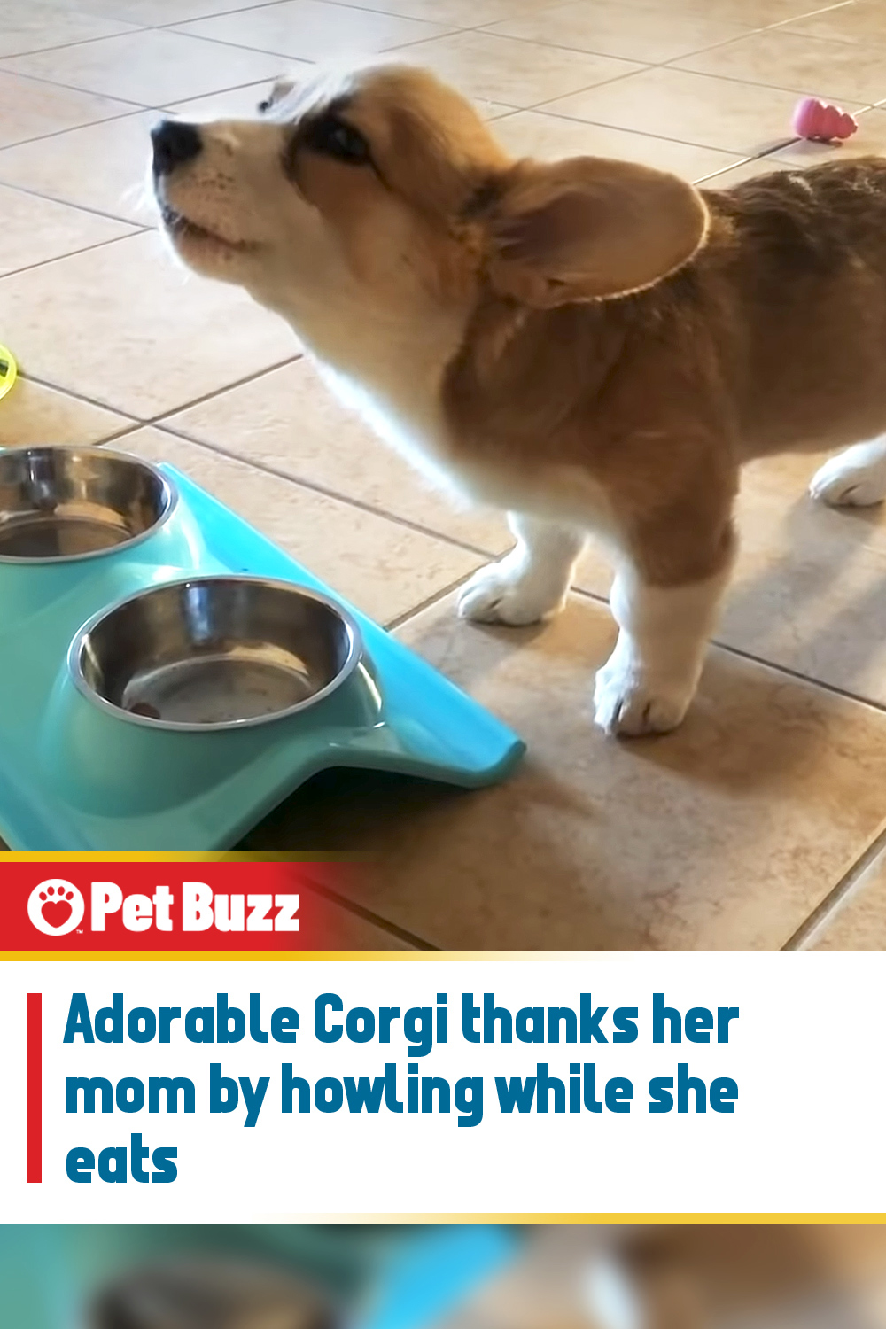 Adorable Corgi thanks her mom by howling while she eats