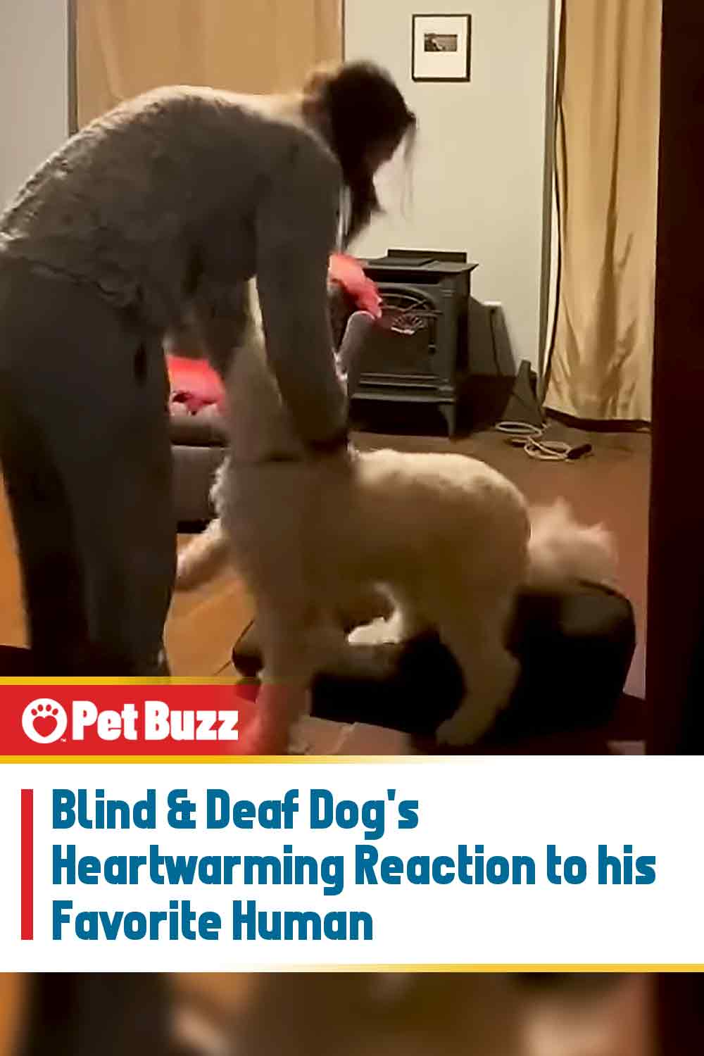 Blind & Deaf Dog\'s Heartwarming Reaction to his Favorite Human