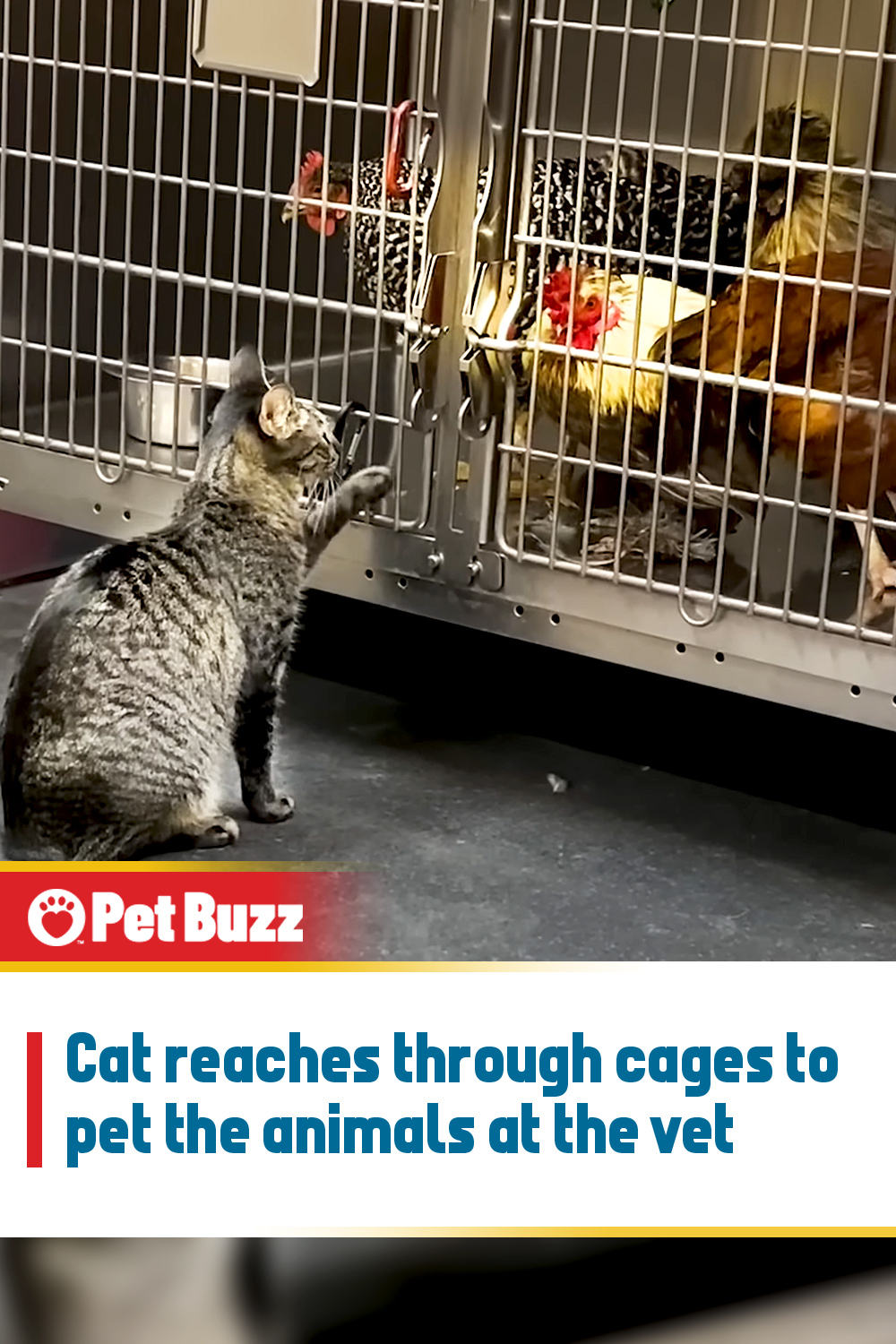 Cat reaches through cages to pet the animals at the vet