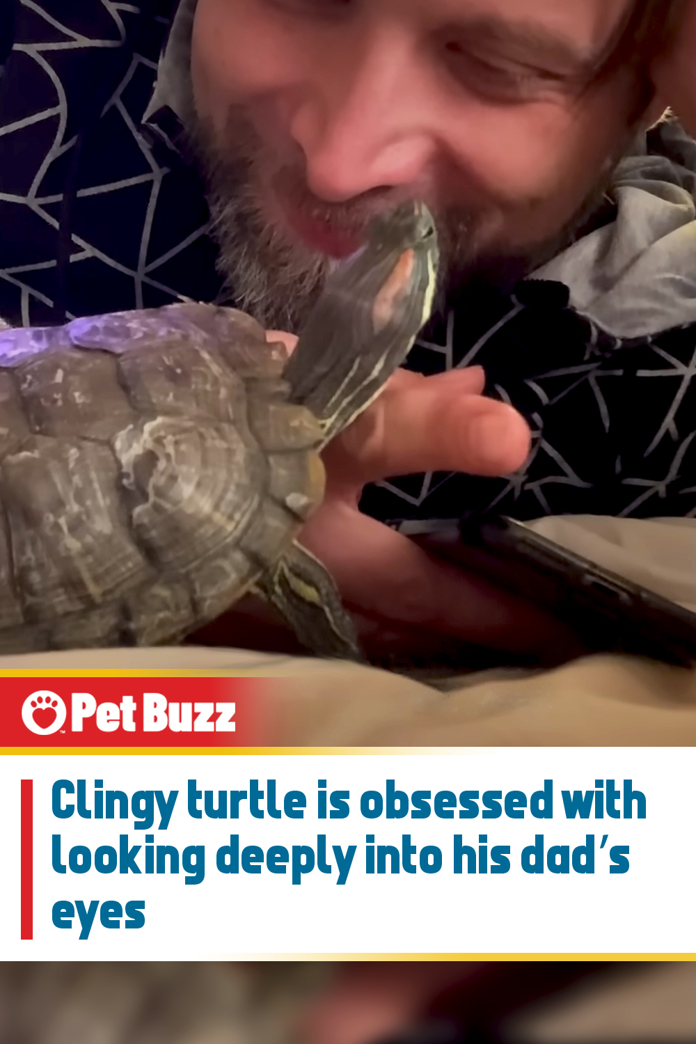 Clingy turtle is obsessed with looking deeply into his dad’s eyes