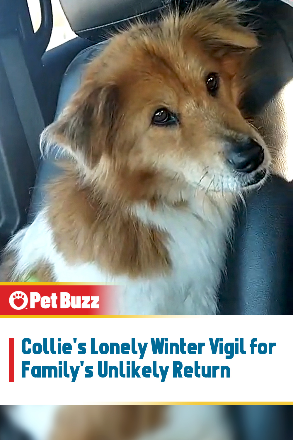 Collie\'s Lonely Winter Vigil for Family\'s Unlikely Return