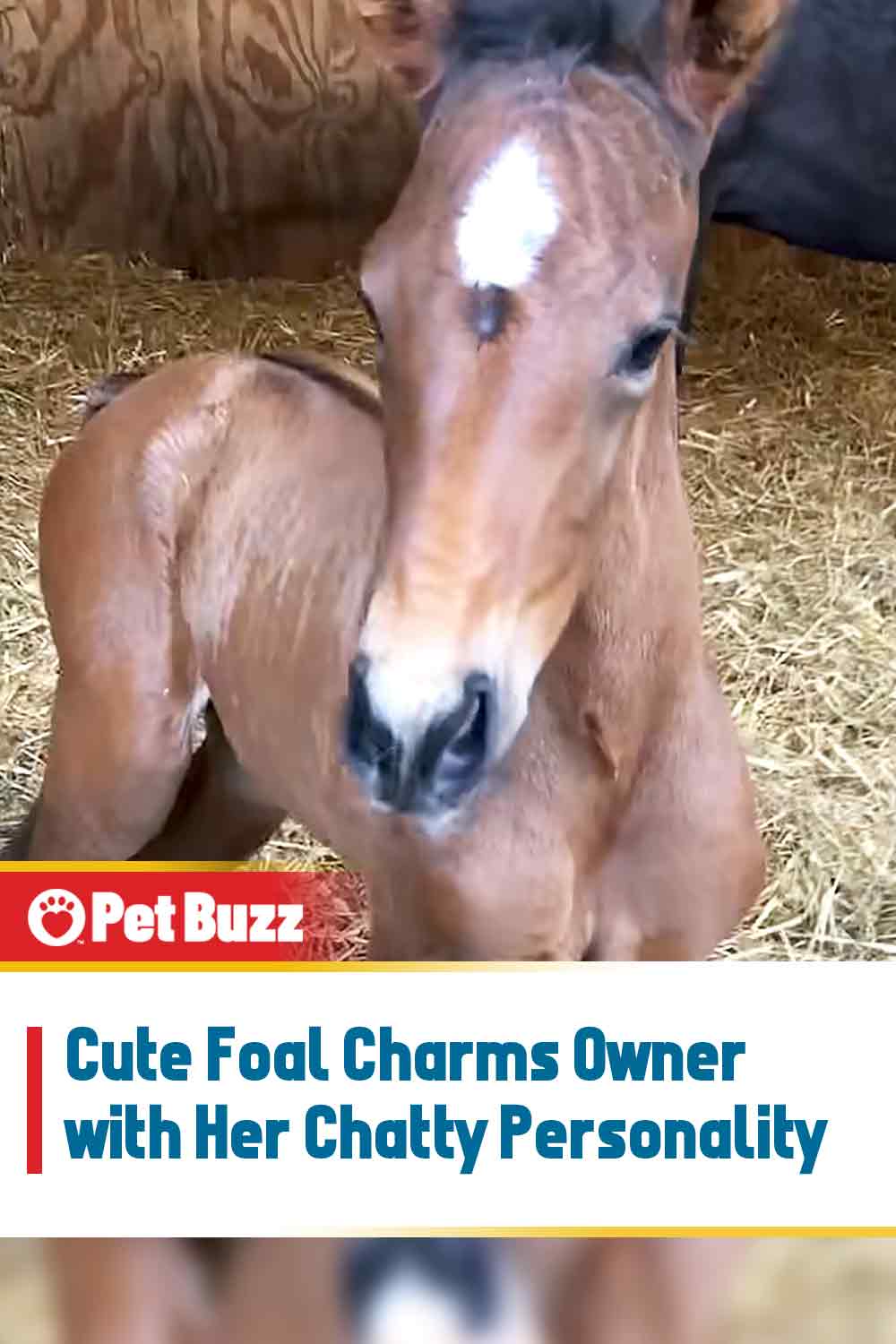 Cute Foal Charms Owner with Her Chatty Personality