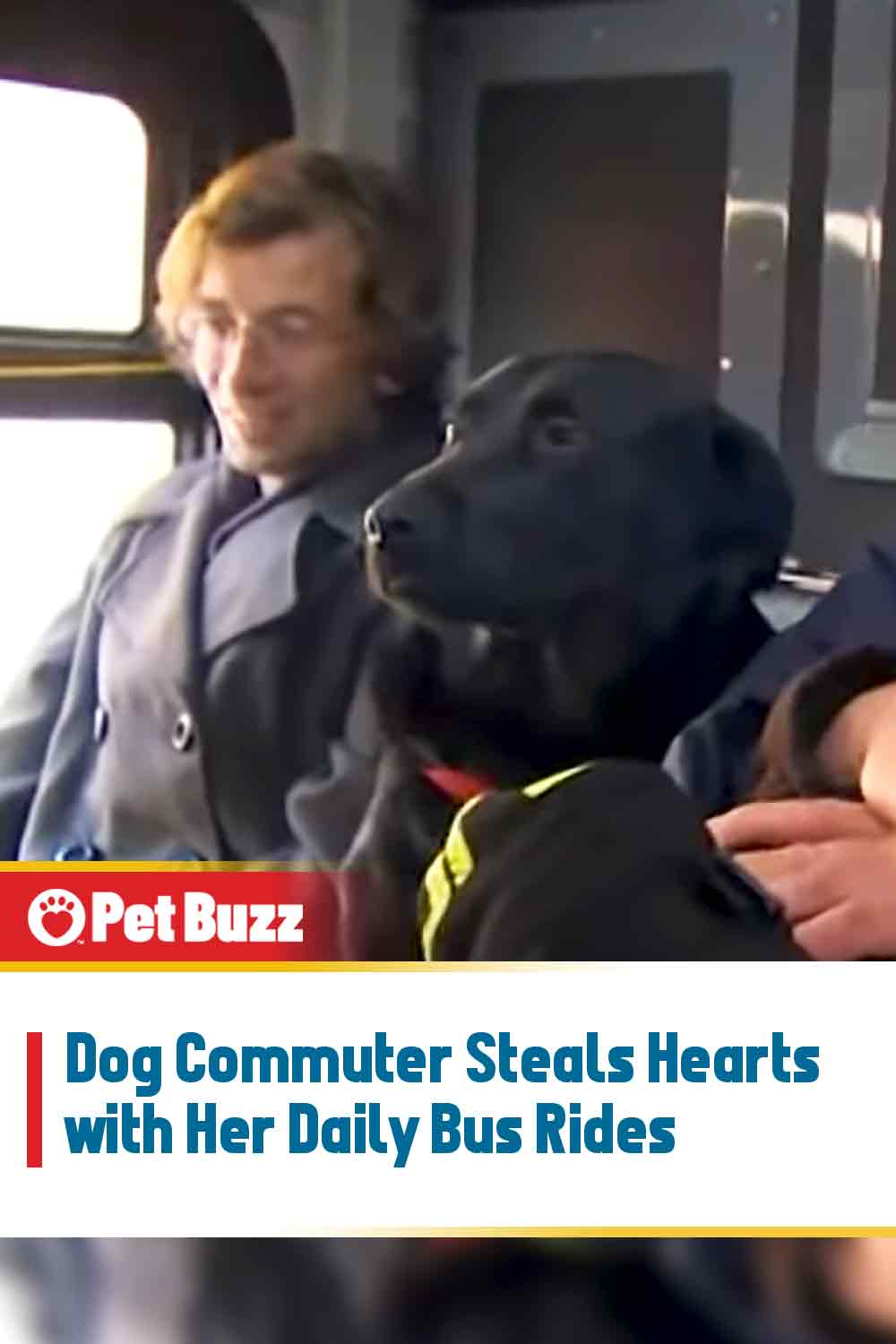 Dog Commuter Steals Hearts with Her Daily Bus Rides