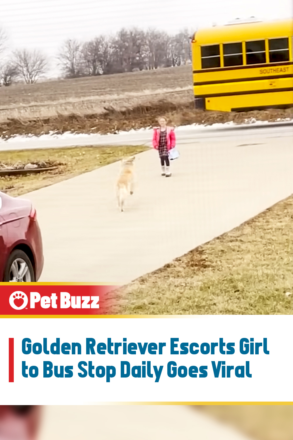 Golden Retriever Escorts Girl to Bus Stop Daily Goes Viral