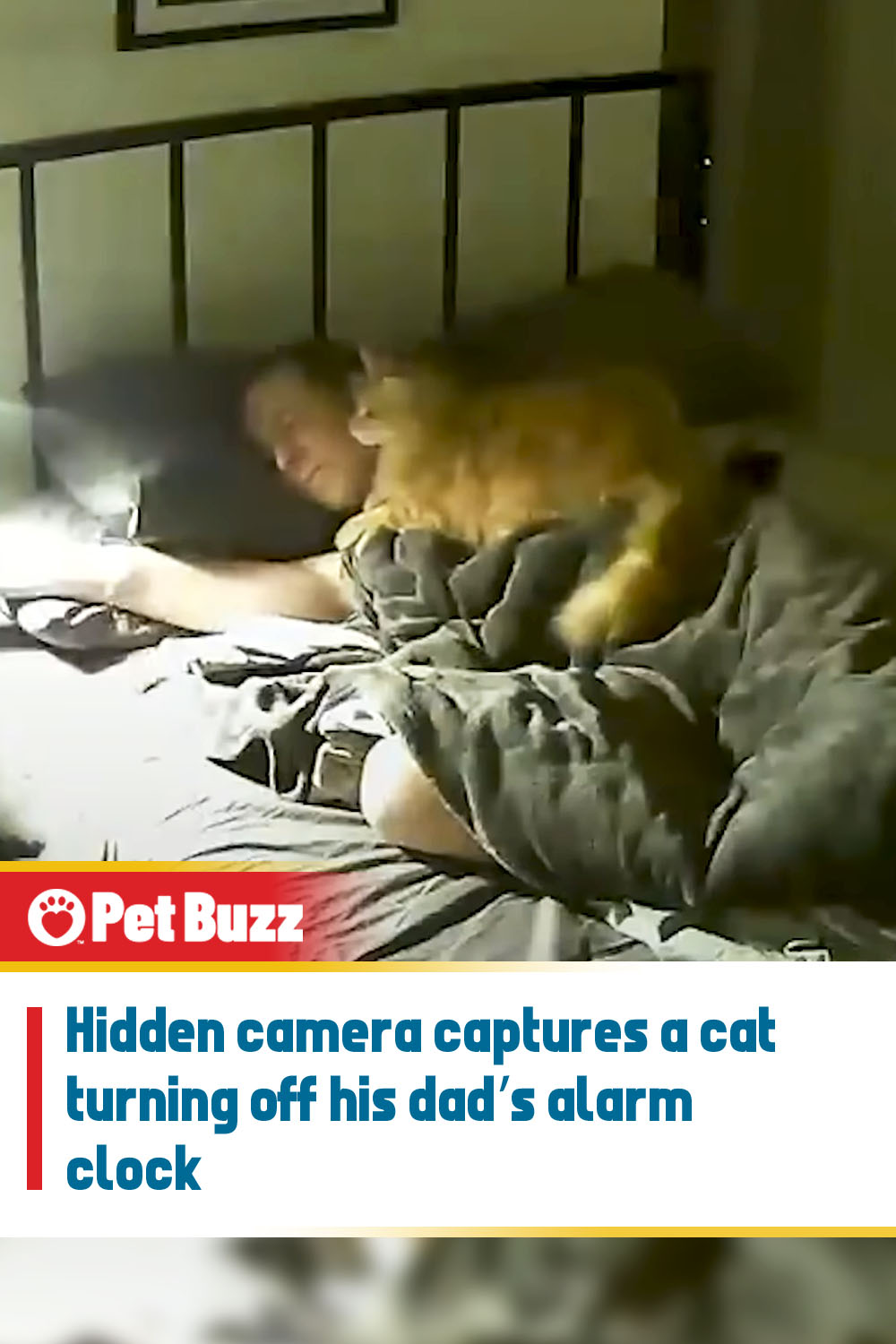 Hidden camera captures a cat turning off his dad’s alarm clock