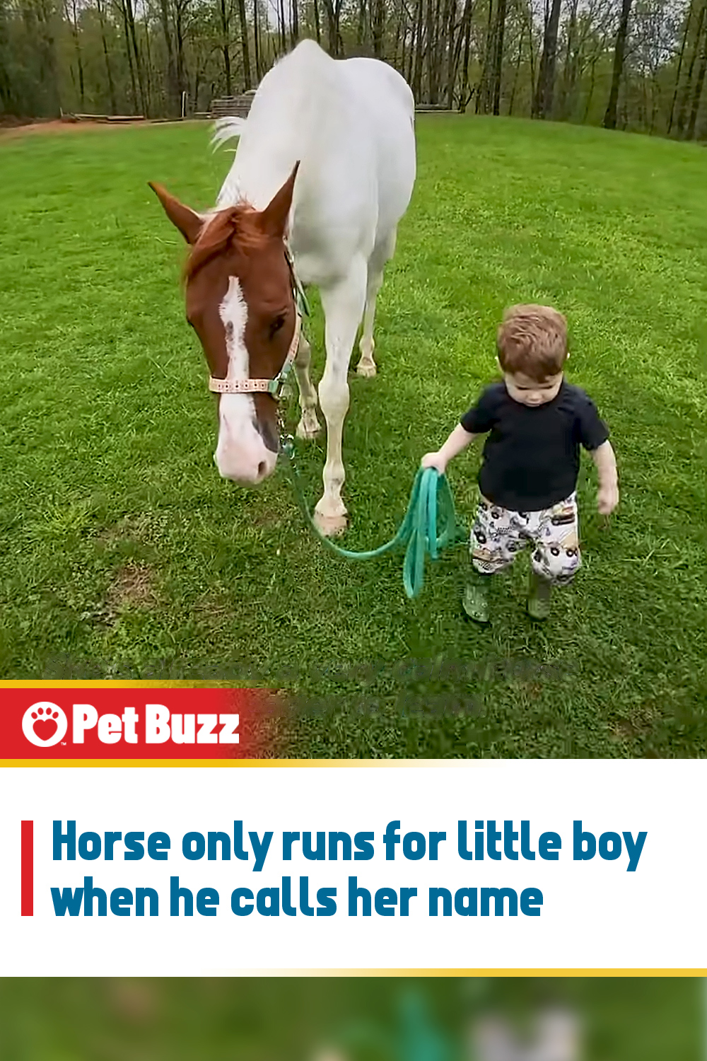 Horse only runs for little boy when he calls her name
