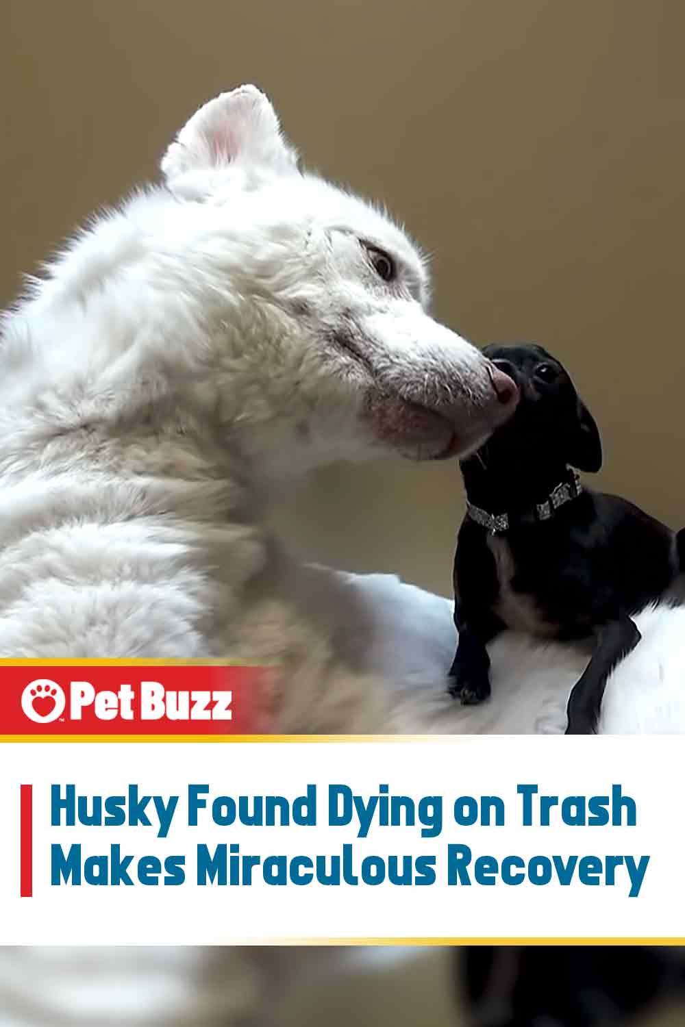 Husky Found Dying on Trash Makes Miraculous Recovery