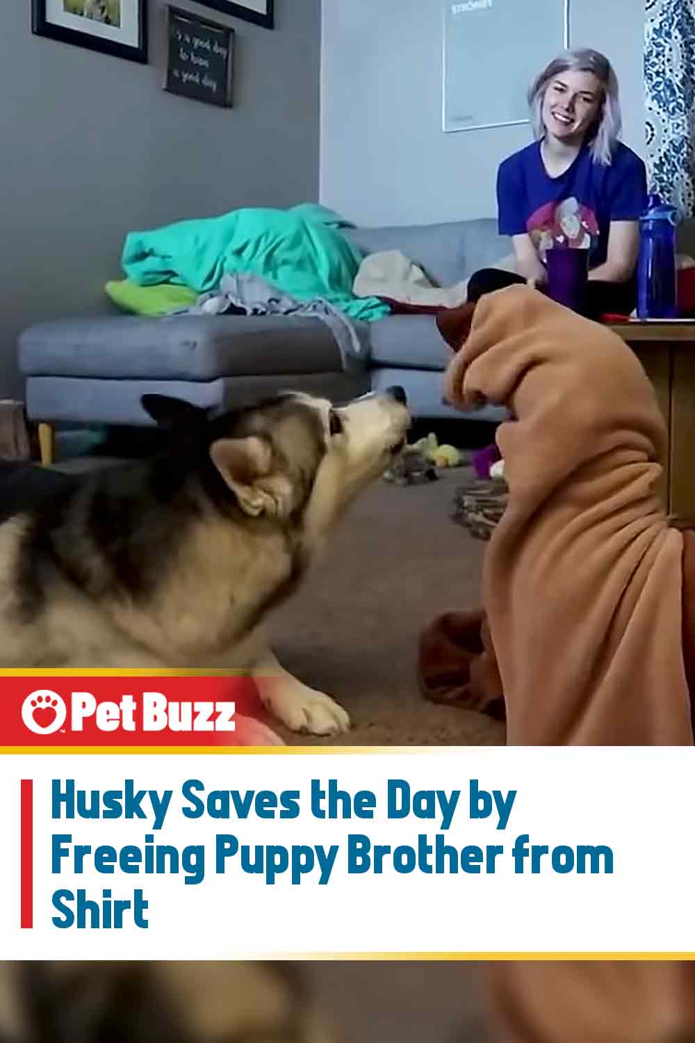 Husky Saves the Day by Freeing Puppy Brother from Shirt