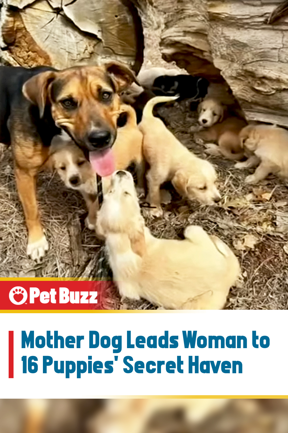 Mother Dog Leads Woman to 16 Puppies\' Secret Haven