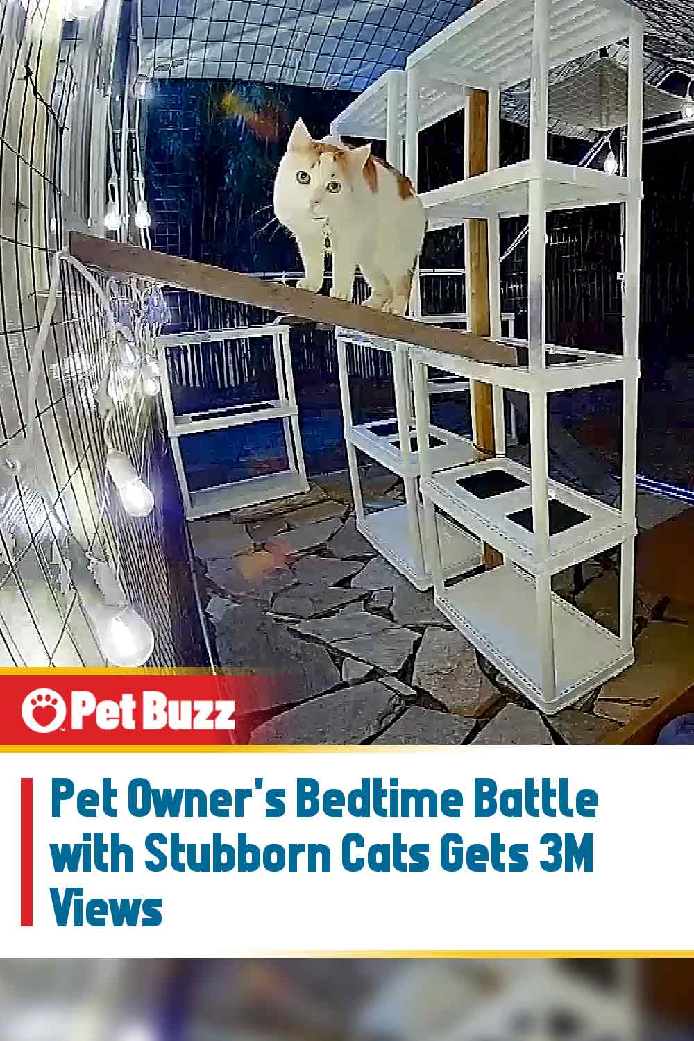 Pet Owner\'s Bedtime Battle with Stubborn Cats Gets 3M Views