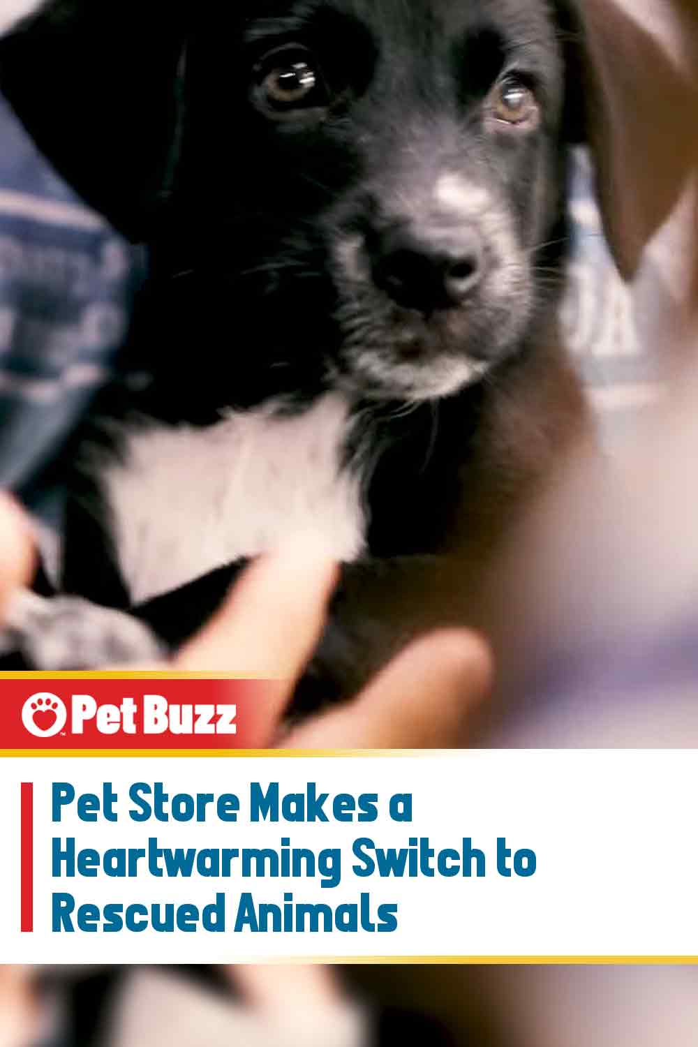 Pet Store Makes a Heartwarming Switch to Rescued Animals