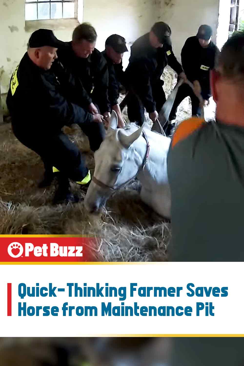 Quick-Thinking Farmer Saves Horse from Maintenance Pit