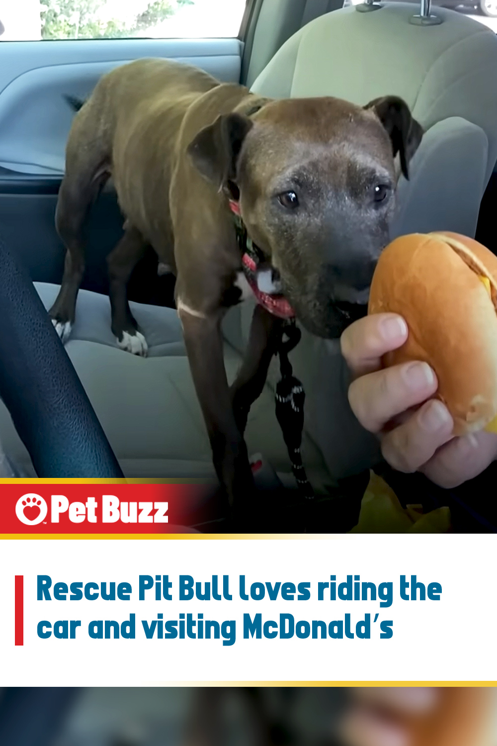 Rescue Pit Bull loves riding the car and visiting McDonald’s