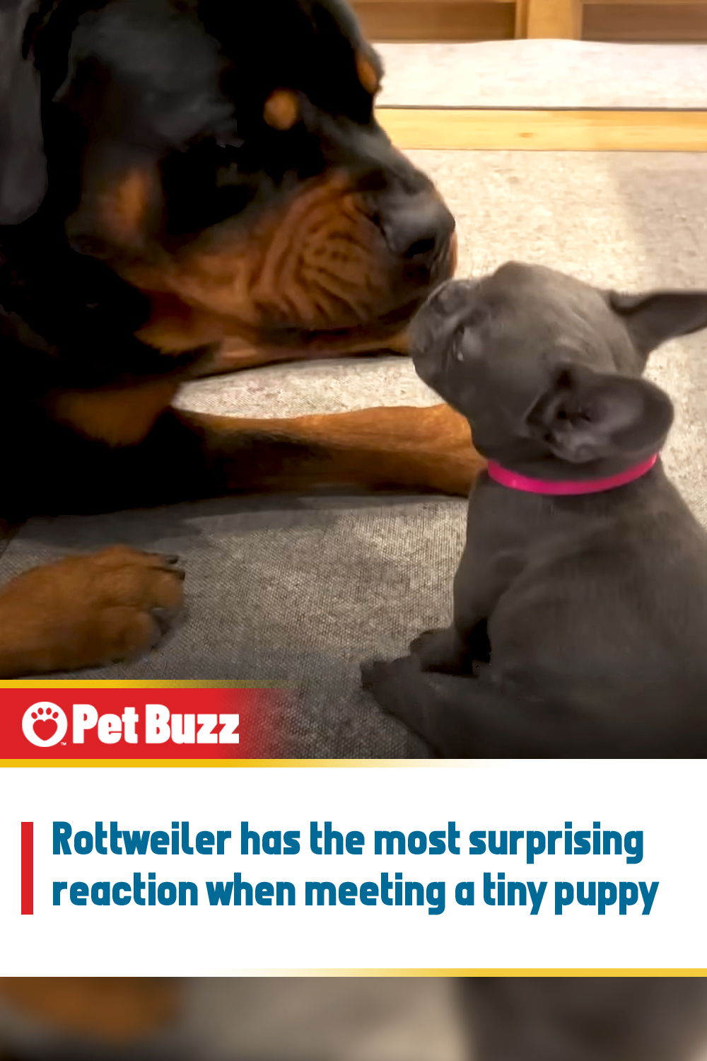 Rottweiler has the most surprising reaction when meeting a tiny puppy