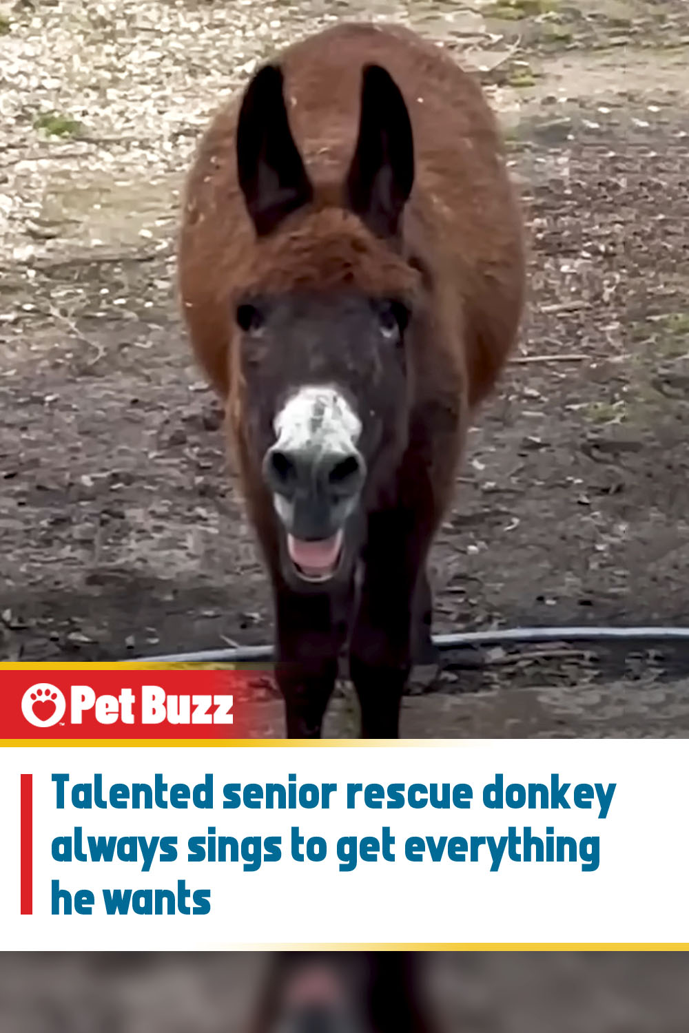 Talented senior rescue donkey always sings to get everything he wants