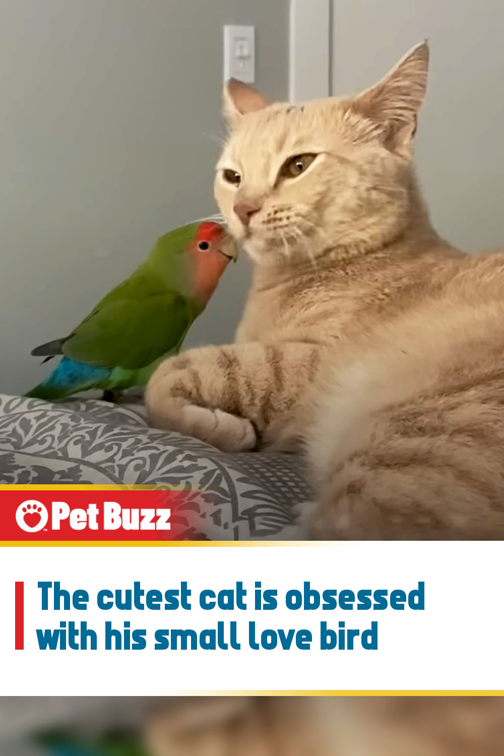 The cutest cat is obsessed with his small love bird